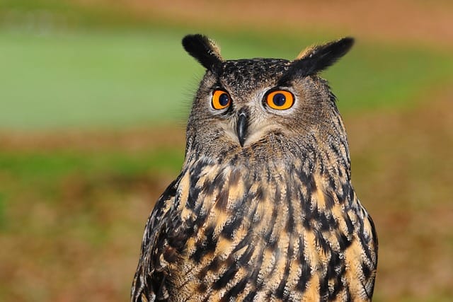 photo of an owl