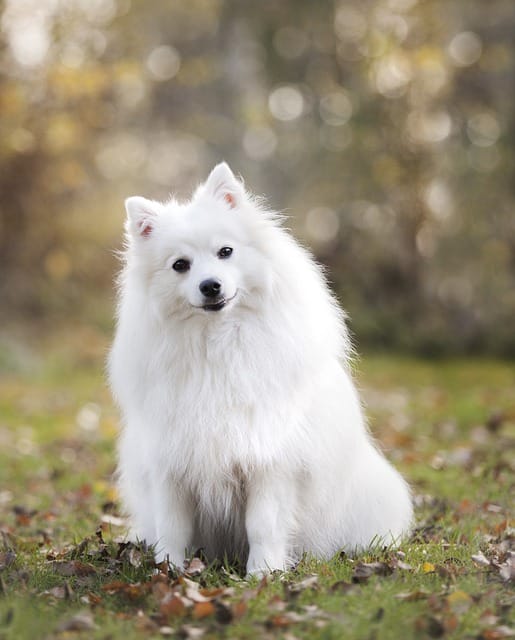 cute white puppy