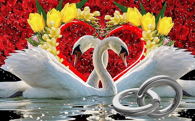 two swans linking together